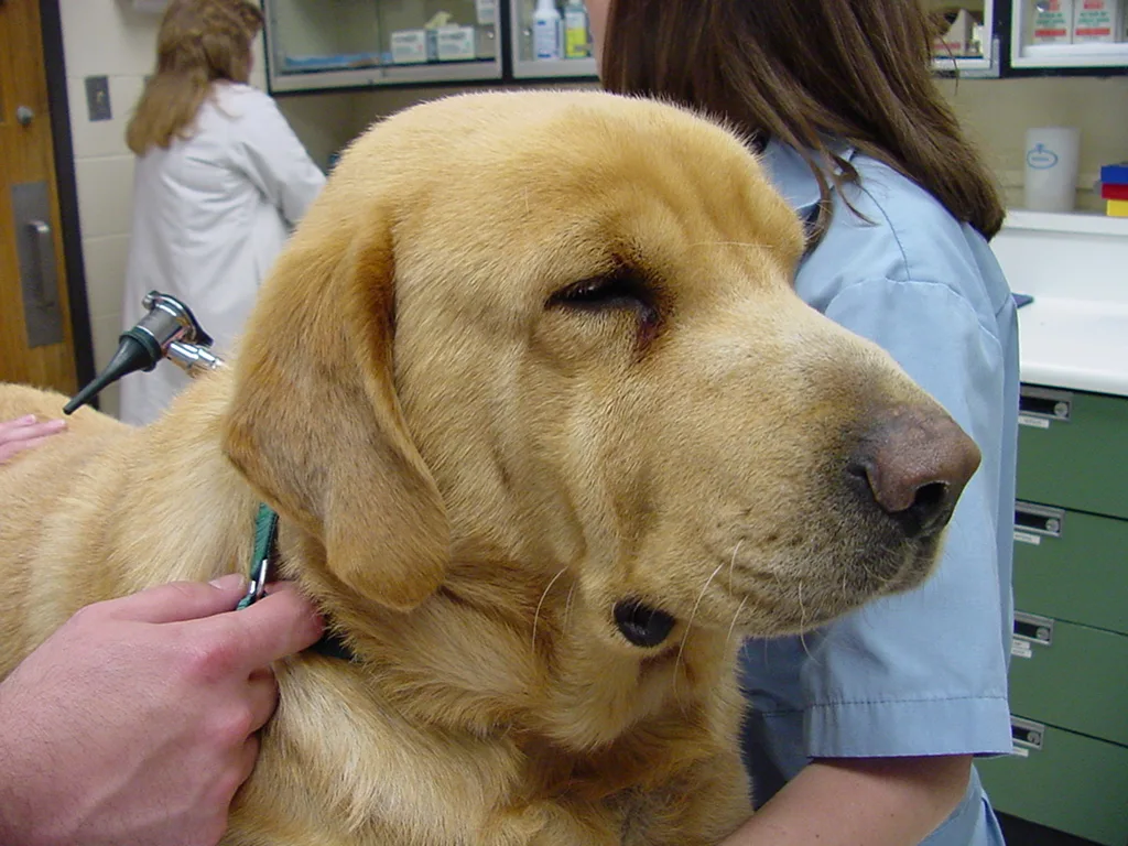 Diabetes & Insulin for Dogs: Dosage, Injection, and Therapy